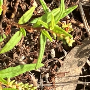 Persicaria prostrata at Hall, ACT - 28 Feb 2024 10:22 AM