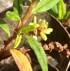 Persicaria prostrata at Hall, ACT - 28 Feb 2024 10:22 AM