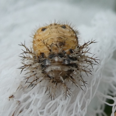 Epilachna sumbana (A Leaf-eating Ladybird) at Charleys Forest, NSW - 27 Feb 2024 by arjay