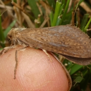 Fraus (genus) at QPRC LGA - suppressed