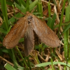 Fraus (genus) at QPRC LGA - suppressed