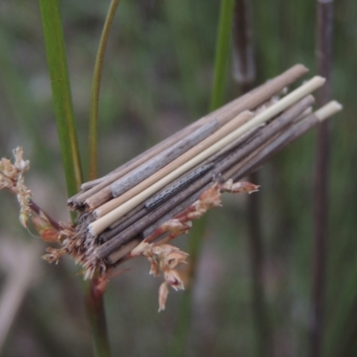 Clania lewinii (Lewin's case moth) at Bonner, ACT - 4 Nov 2023 by michaelb