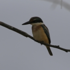 Todiramphus sanctus at Jerrabomberra Wetlands - 27 Feb 2024