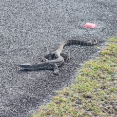 Varanus rosenbergi (Heath or Rosenberg's Monitor) at Rendezvous Creek, ACT - 27 Feb 2024 by ChrisHolder