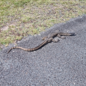 Varanus rosenbergi at Namadgi National Park - suppressed