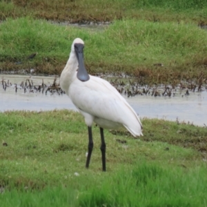 Platalea regia at Jerrabomberra Wetlands - 27 Feb 2024