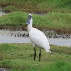 Platalea regia at Jerrabomberra Wetlands - 27 Feb 2024 01:18 PM