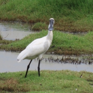 Platalea regia at Jerrabomberra Wetlands - 27 Feb 2024