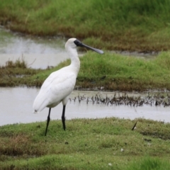 Platalea regia at Jerrabomberra Wetlands - 27 Feb 2024