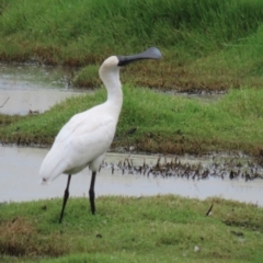 Platalea regia at Jerrabomberra Wetlands - 27 Feb 2024