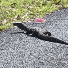 Varanus rosenbergi (Heath or Rosenberg's Monitor) at Rendezvous Creek, ACT - 27 Feb 2024 by ChrisHolder