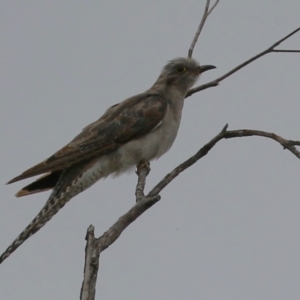 Cacomantis pallidus at Jerrabomberra Wetlands - 27 Feb 2024 12:27 PM