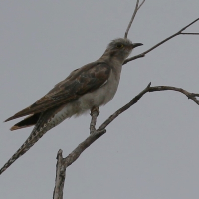 Cacomantis pallidus (Pallid Cuckoo) at Fyshwick, ACT - 27 Feb 2024 by RodDeb