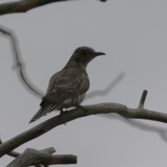 Cacomantis pallidus at Jerrabomberra Wetlands - 27 Feb 2024