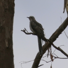 Cacomantis pallidus at Jerrabomberra Wetlands - 27 Feb 2024 12:27 PM