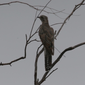 Cacomantis pallidus at Jerrabomberra Wetlands - 27 Feb 2024 12:27 PM