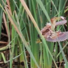 Ixobrychus dubius (Australian Little Bittern) at Fyshwick, ACT - 27 Feb 2024 by RodDeb