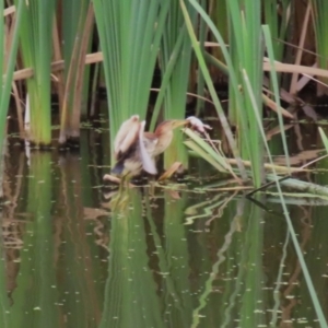 Ixobrychus dubius at Jerrabomberra Wetlands - 27 Feb 2024