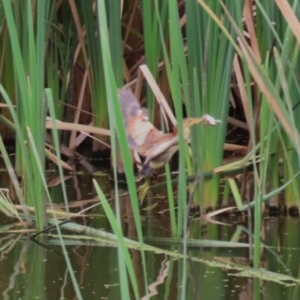 Ixobrychus dubius at Jerrabomberra Wetlands - 27 Feb 2024