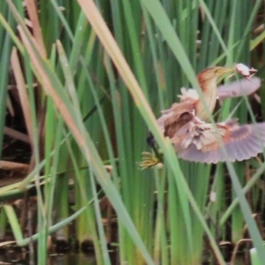 Ixobrychus dubius at Jerrabomberra Wetlands - 27 Feb 2024