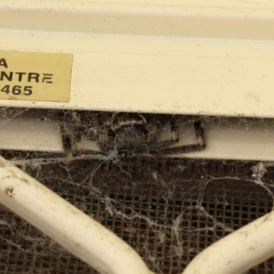 Unidentified Huntsman spider (Sparassidae) at Lyons, ACT - 28 Feb 2024 by ran452