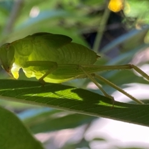 Caedicia simplex at Theodore, ACT - 28 Feb 2024