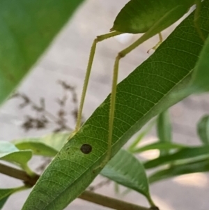 Caedicia simplex at Theodore, ACT - 28 Feb 2024