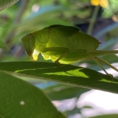 Caedicia simplex at Theodore, ACT - 28 Feb 2024