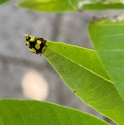 Illeis galbula (Fungus-eating Ladybird) at Theodore, ACT - 28 Feb 2024 by Cardy