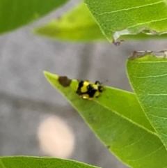 Illeis galbula at Theodore, ACT - 28 Feb 2024 11:05 AM