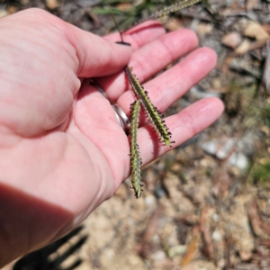 Paspalum dilatatum at QPRC LGA - 28 Feb 2024 01:50 PM