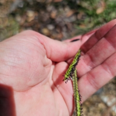 Paspalum dilatatum at QPRC LGA - 28 Feb 2024