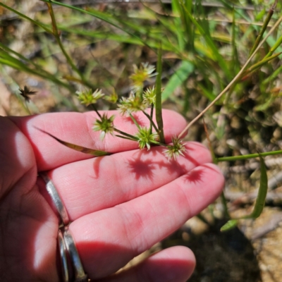 Juncus prismatocarpus (Branching Rush) at Captains Flat, NSW - 28 Feb 2024 by Csteele4