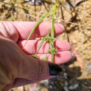 Juncus prismatocarpus at QPRC LGA - 28 Feb 2024 01:39 PM