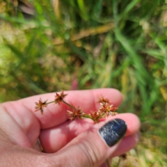 Juncus prismatocarpus at QPRC LGA - 28 Feb 2024 01:39 PM