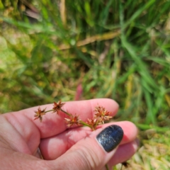 Juncus prismatocarpus at QPRC LGA - 28 Feb 2024