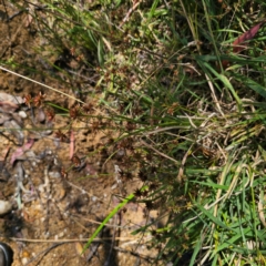 Juncus prismatocarpus at QPRC LGA - 28 Feb 2024 01:39 PM