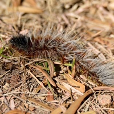 Anthela varia (Hairy Mary) at Jerrabomberra Wetlands - 28 Feb 2024 by Thurstan