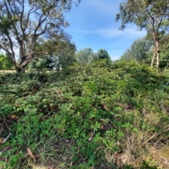 Rubus anglocandicans (Blackberry) at Richardson, ACT - 28 Feb 2024 by MB