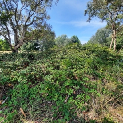 Rubus anglocandicans (Blackberry) at Richardson, ACT - 28 Feb 2024 by MB