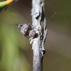 Nimbopsocus sp. (genus) (A plant louse) at Murrumbateman, NSW - 27 Feb 2024 by SimoneC