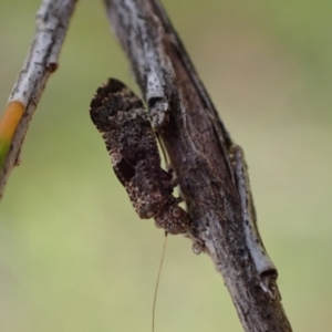 Nimbopsocus sp. (genus) at Murrumbateman, NSW - 27 Feb 2024