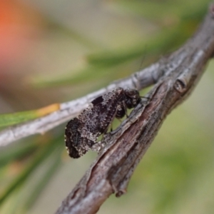 Nimbopsocus sp. (genus) at Murrumbateman, NSW - 27 Feb 2024