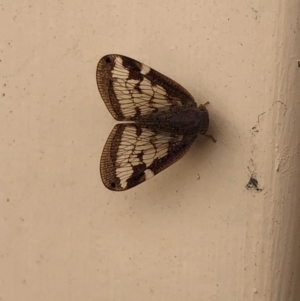 Scolypopa australis at Mirador, NSW - 27 Feb 2024