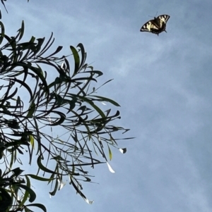 Charaxes sempronius at Macgregor, ACT - 28 Feb 2024