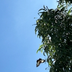 Charaxes sempronius at Macgregor, ACT - suppressed