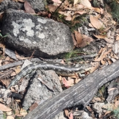 Tiliqua nigrolutea (Blotched Blue-tongue) at Tharwa, ACT - 27 Feb 2024 by ChrisHolder