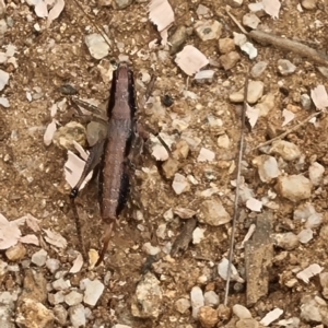 Tettigoniidae (family) at Namadgi National Park - 26 Feb 2024 09:58 AM