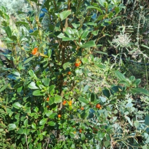 Coprosma hirtella at Namadgi National Park - 24 Feb 2024