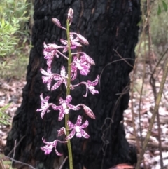 Dipodium variegatum (Blotched Hyacinth Orchid) at Oakdale, NSW - 25 Feb 2024 by Lyrebird